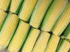McClendon's Select Corn