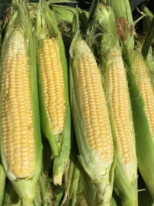 Sweet Corn