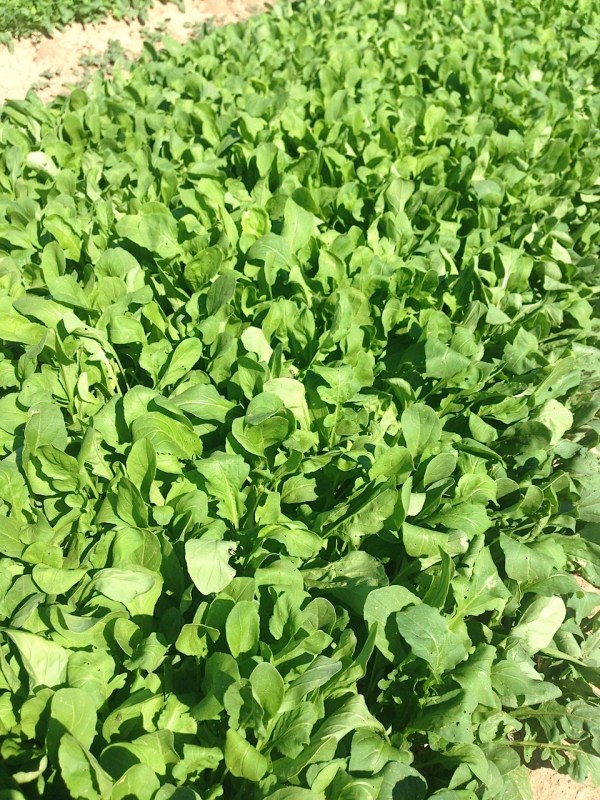 arugula