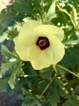 okra