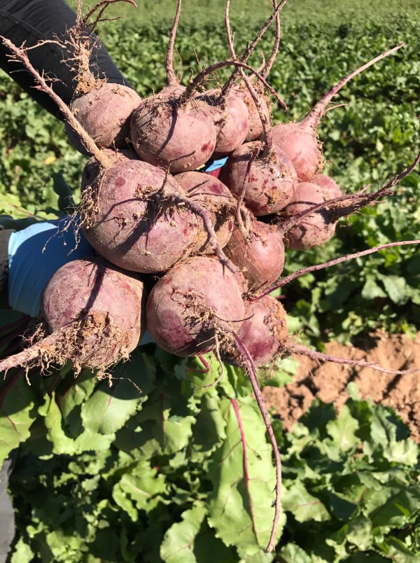 beets