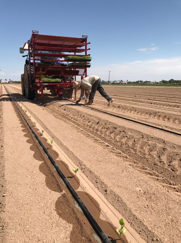 transplanting watermelon