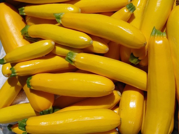Gold Zucchini