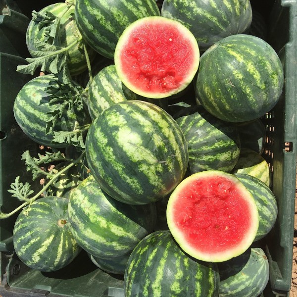 watermelon