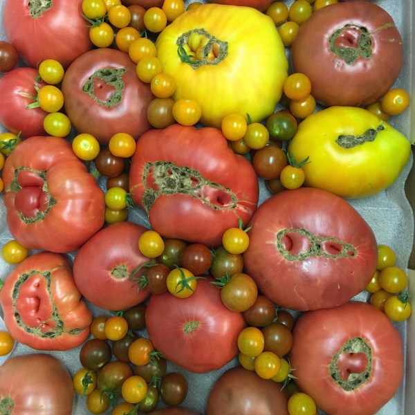 heirloom tomatoes