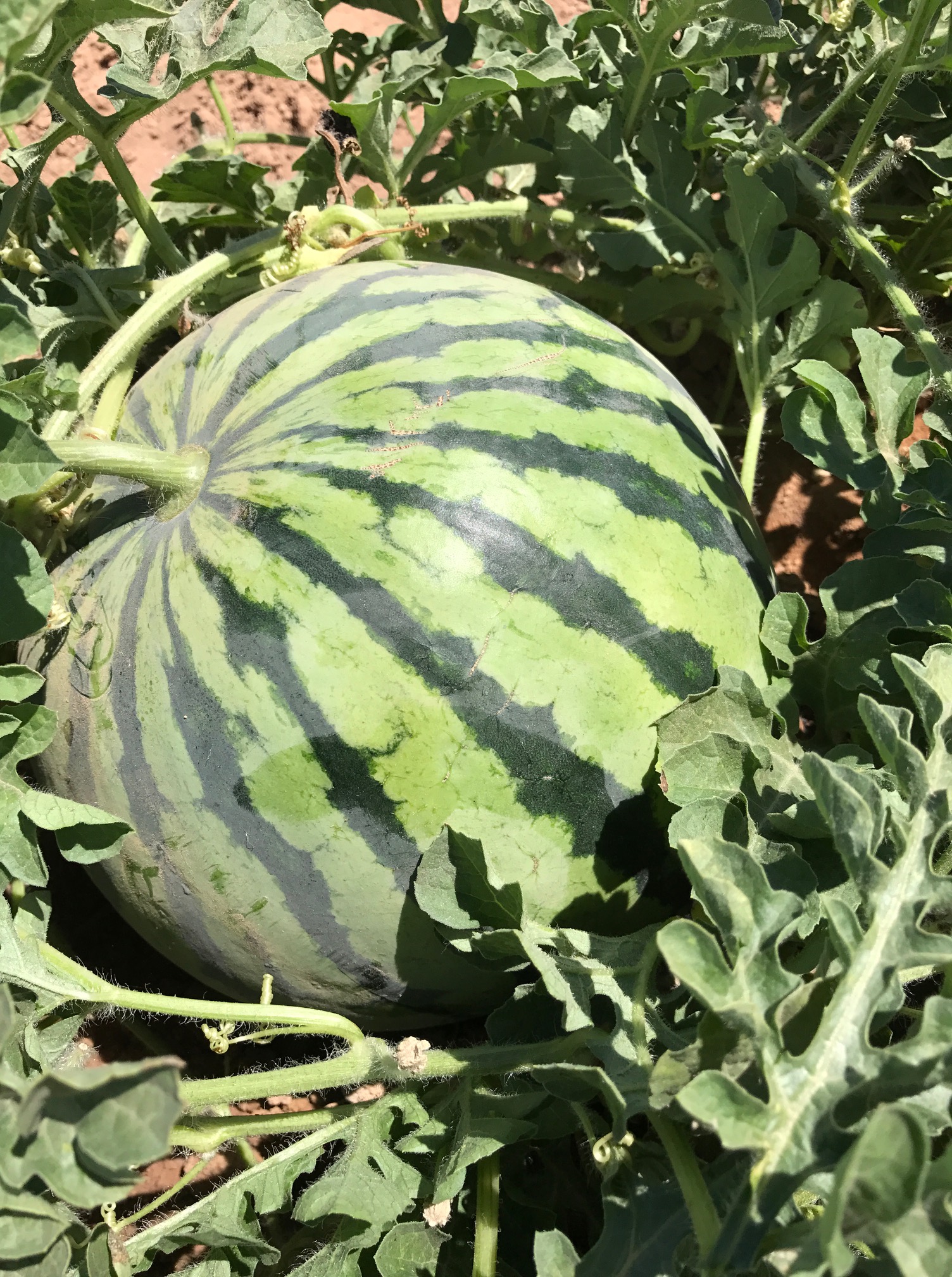 watermelon.jpg