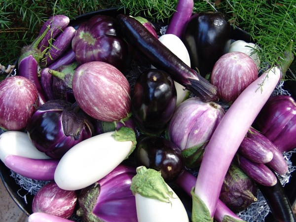eggplant
