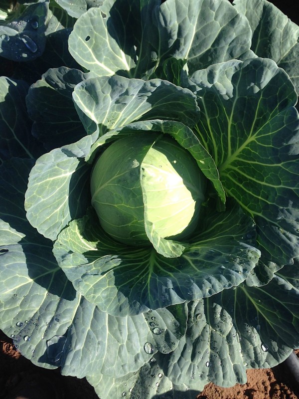 Cabbage