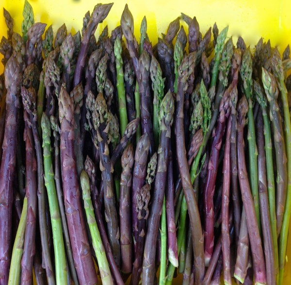 purple asparagus.jpg